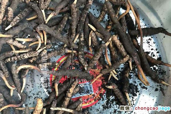 新鮮木里蟲草圖片