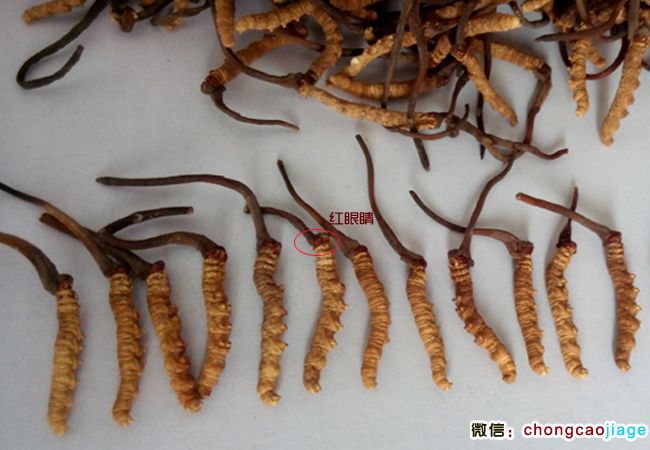 祁連山蟲草圖片 祁連山蟲草圖片