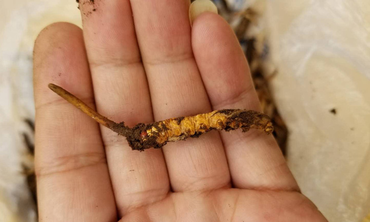 新鮮青海祁連蟲草圖片 新鮮青海祁連蟲草圖片