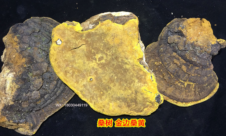 野生金邊桑樹桑黃圖片 野生金邊桑樹桑黃圖片