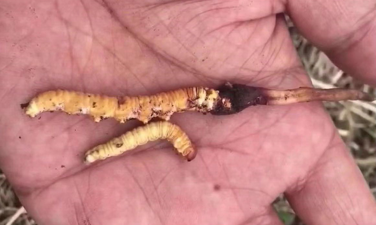 冬蟲夏草與活的冬蟲子對比圖 冬蟲夏草與活的冬蟲子對比圖