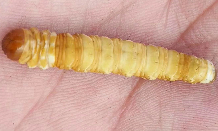 冬蟲夏草蟲子特寫圖片 冬蟲夏草蟲子特寫圖片