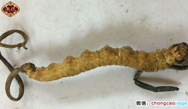 頭尾各長1根草頭的雙子座冬蟲夏草圖片