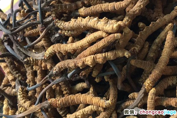 中藥材冬蟲夏草的圖片 中藥材冬蟲夏草的圖片