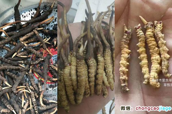 木里蟲草圖片 木里蟲草圖片