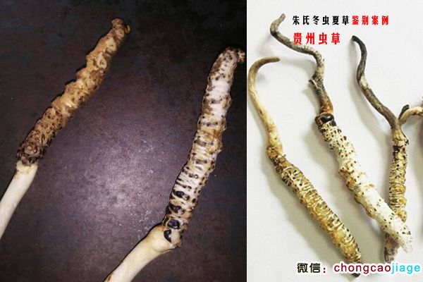 貴州蟲草圖片 貴州蟲草圖片