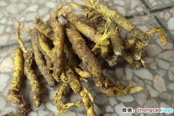 安徽蟲草圖片 安徽蟲草圖片