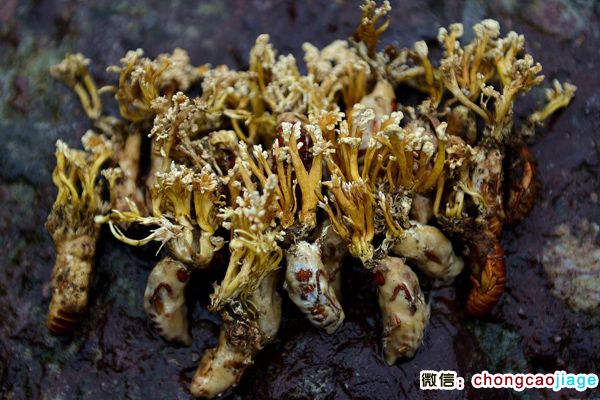 大蟲草蟬花圖片 大蟲草蟬花圖片