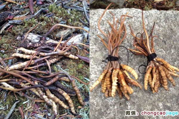 云南老君山蟲草 云南老君山蟲草