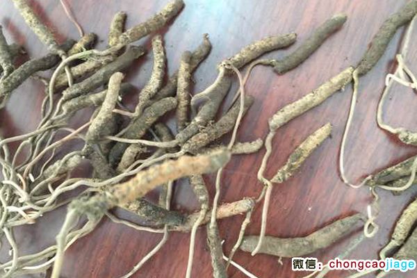 云南綏江蟲草圖片 云南綏江蟲草圖片