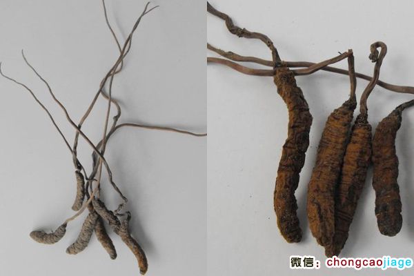 雷波蟲草圖片 雷波蟲草圖片