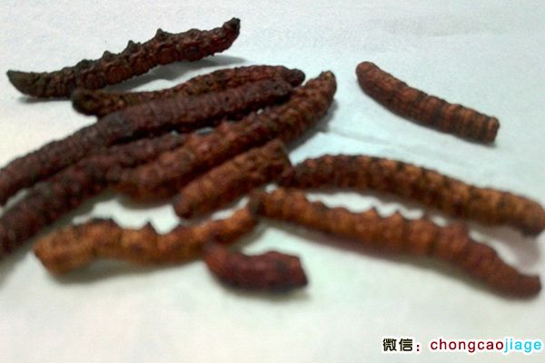 新疆蟲草圖片 新疆蟲草圖片