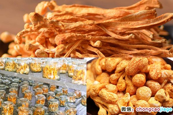 蟲草花圖片 蟲草花圖片