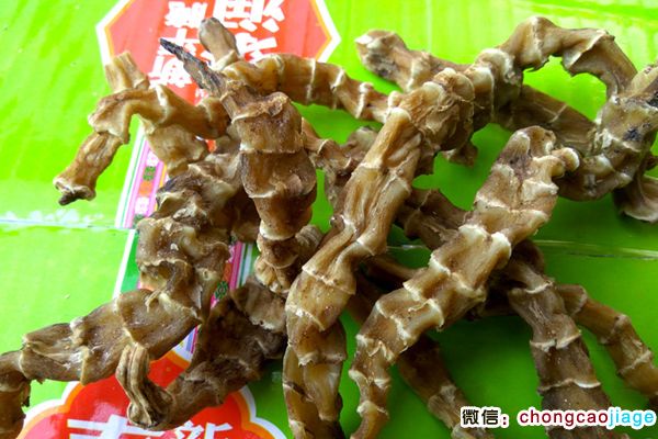 蟲草參圖片 蟲草參圖片