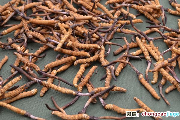 玉樹蟲草圖片 玉樹蟲草圖片