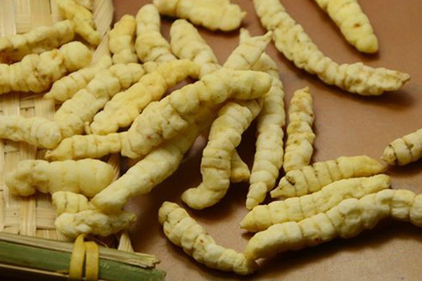 白蟲草圖片 白蟲草圖片