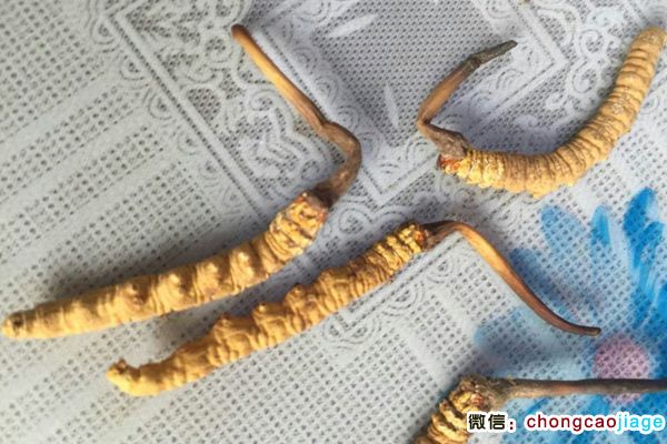 那曲蟲草圖片 那曲蟲草圖片