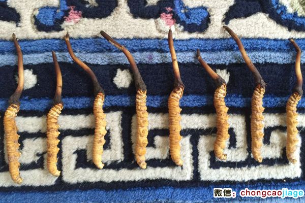 興海蟲草圖片 興海蟲草圖片