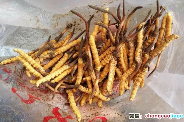 果洛蟲草圖片 果洛蟲草圖片