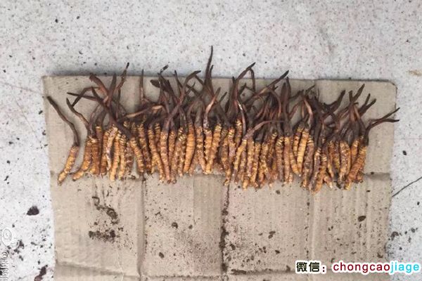 西藏昌都蟲草 西藏昌都蟲草