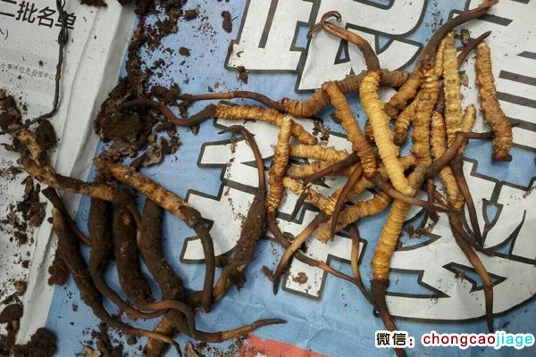 理塘蟲草圖片 理塘蟲草圖片