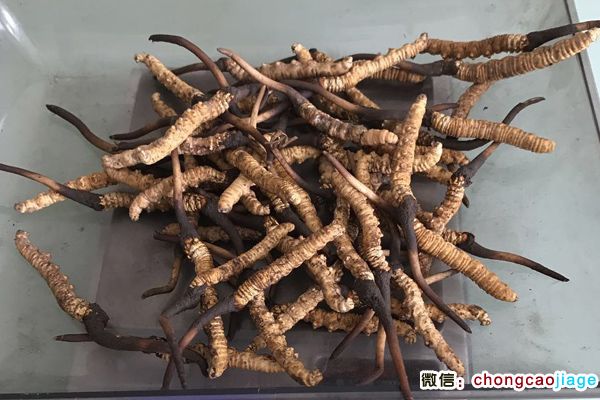 瑪曲蟲草圖片 瑪曲蟲草圖片