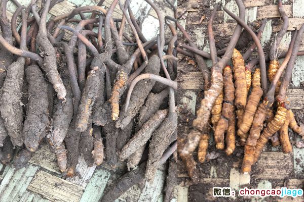 阿壩蟲草圖片 阿壩蟲草圖片