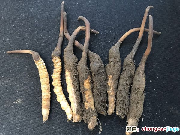 新鮮冬蟲夏草1根1克實物圖 新鮮冬蟲夏草1根1克實物圖