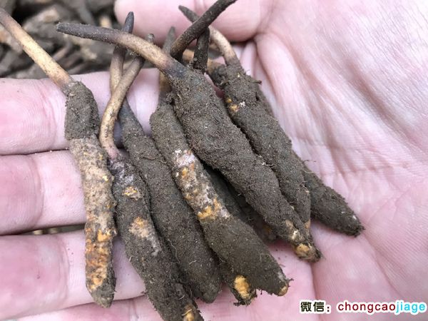新鮮冬蟲夏草1條1克實物圖片 新鮮冬蟲夏草1條1克實物圖片