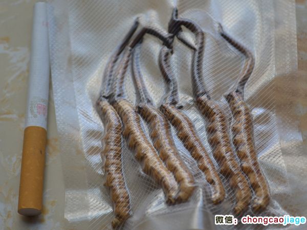 新鮮冬蟲夏草1條1克和香煙對比圖片 新鮮冬蟲夏草1條1克和香煙對比圖片