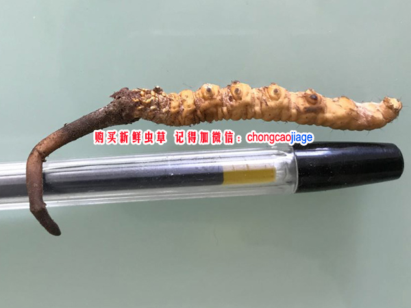 新鮮冬蟲夏草1根1克圖片 新鮮冬蟲夏草1根1克圖片