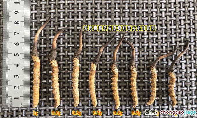 新鮮冬蟲夏草長短對比圖片 新鮮冬蟲夏草長短對比圖片