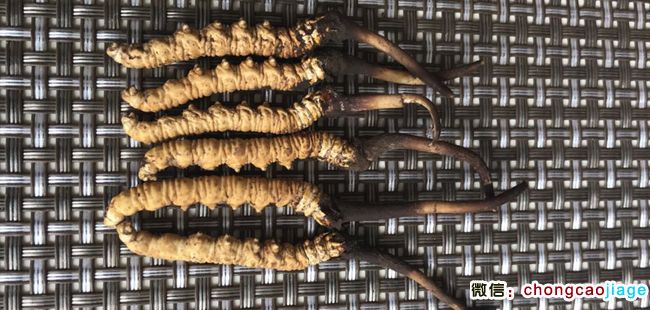 新鮮冬蟲夏草圖片 新鮮冬蟲夏草圖片