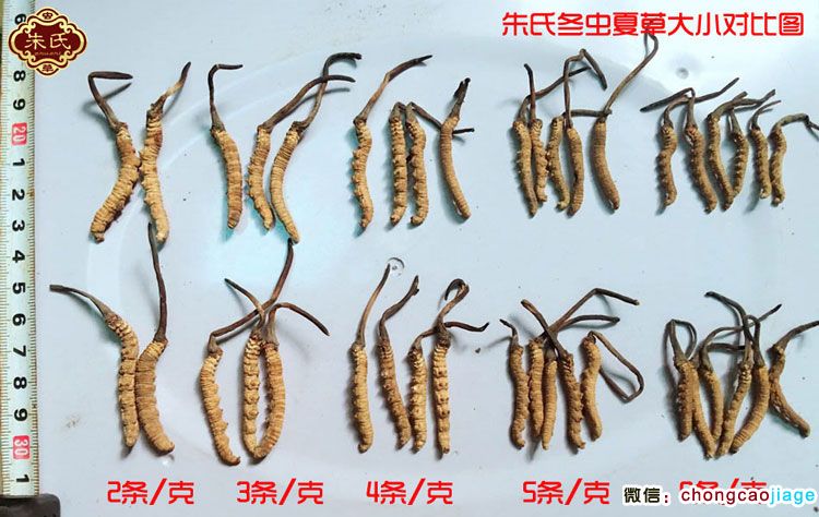 冬蟲夏草大小區(qū)別圖片