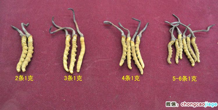 蟲草大小區(qū)別圖片