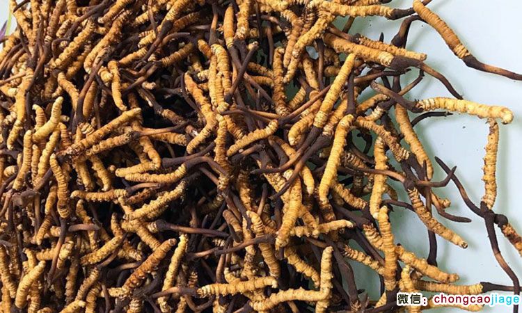 新鮮蟲(chóng)草圖片 新鮮蟲(chóng)草圖片