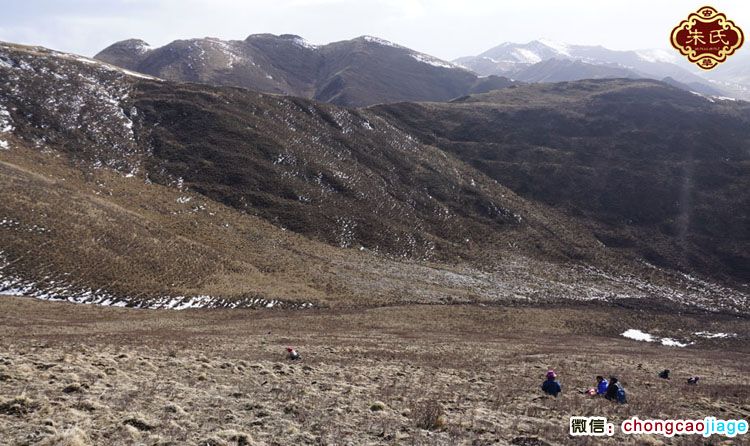 澤庫縣挖蟲草的藏民圖片 澤庫縣挖蟲草的藏民圖片