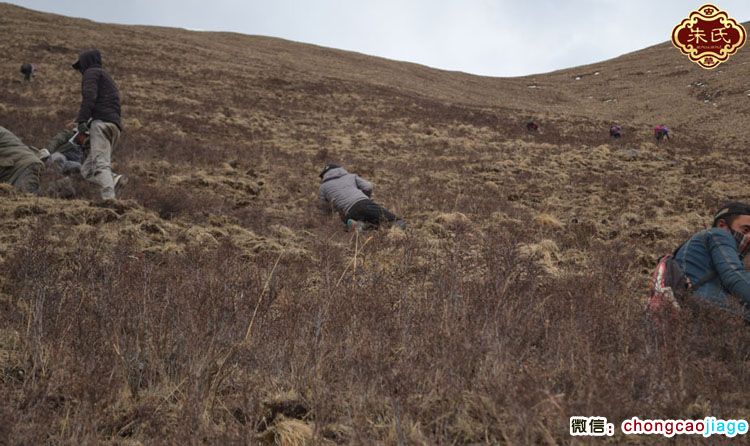 新鮮冬蟲夏草采挖圖片 新鮮冬蟲夏草采挖圖片
