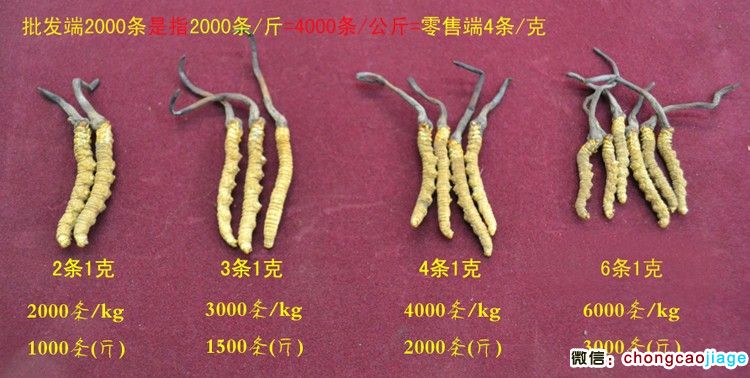 冬蟲夏草大小對比圖片 冬蟲夏草大小對比圖片