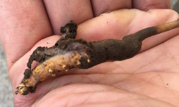 蟲草蟲體表面裹著白色菌絲體