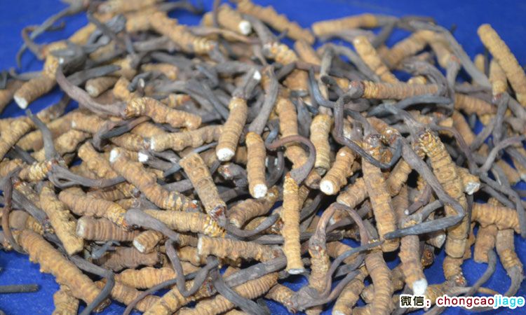 冬蟲(chóng)夏草斷草圖片 冬蟲(chóng)夏草斷草圖片