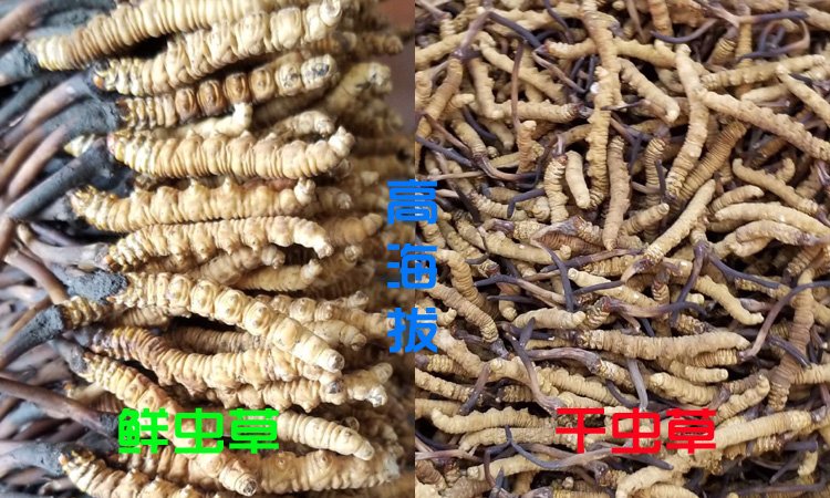新鮮蟲草和干蟲草的區別圖 新鮮蟲草和干蟲草的區別圖
