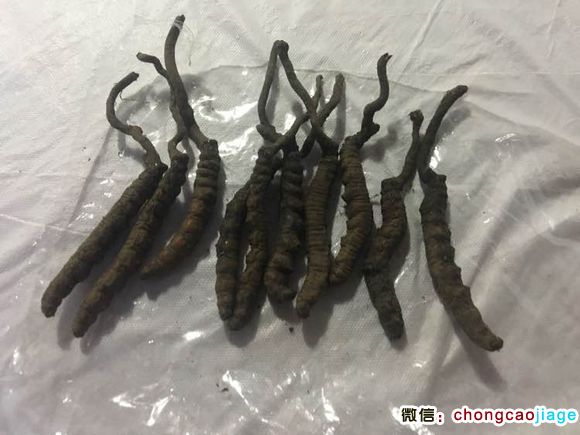 黑蟲草圖片 黑蟲草圖片