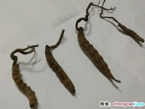 西藏黑蟲草圖片 西藏黑蟲草圖片