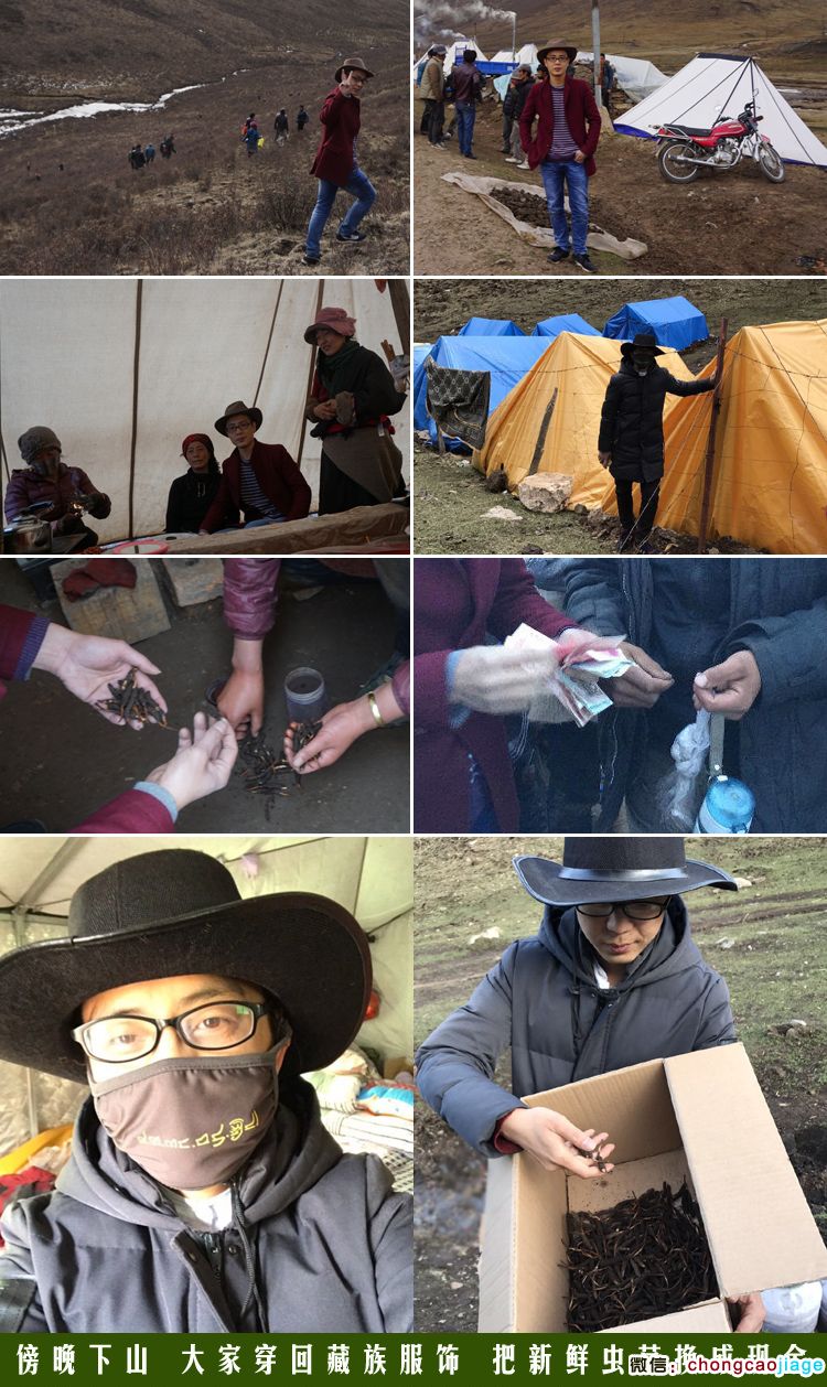 冬蟲夏草產地收購圖片