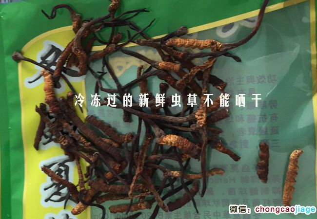 冷凍后的新鮮蟲草曬干萎縮發(fā)黑圖片 冷凍后的新鮮蟲草曬干萎縮發(fā)黑圖片