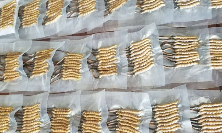 冬蟲夏草真空包裝 冬蟲夏草真空包裝