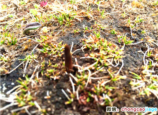 那曲冬蟲夏草圖片 那曲冬蟲夏草圖片