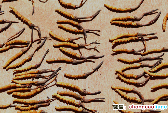 那曲蟲草圖片 那曲蟲草圖片