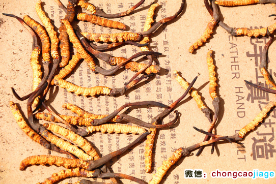 那曲冬蟲夏草圖片 那曲冬蟲夏草圖片